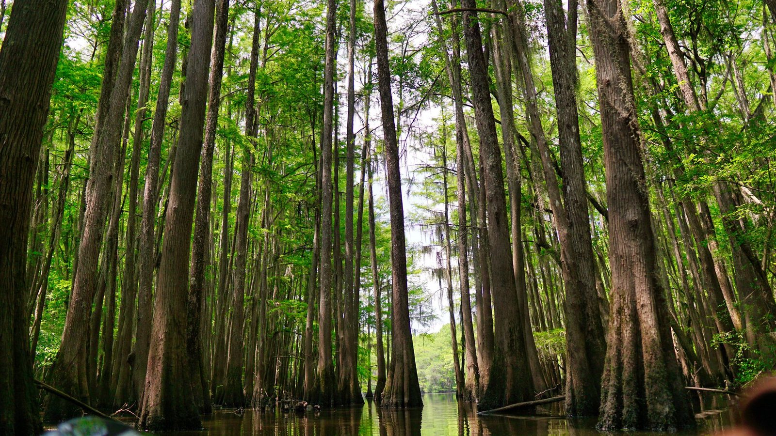 The Swamps Of Amazon And Brand Adventures