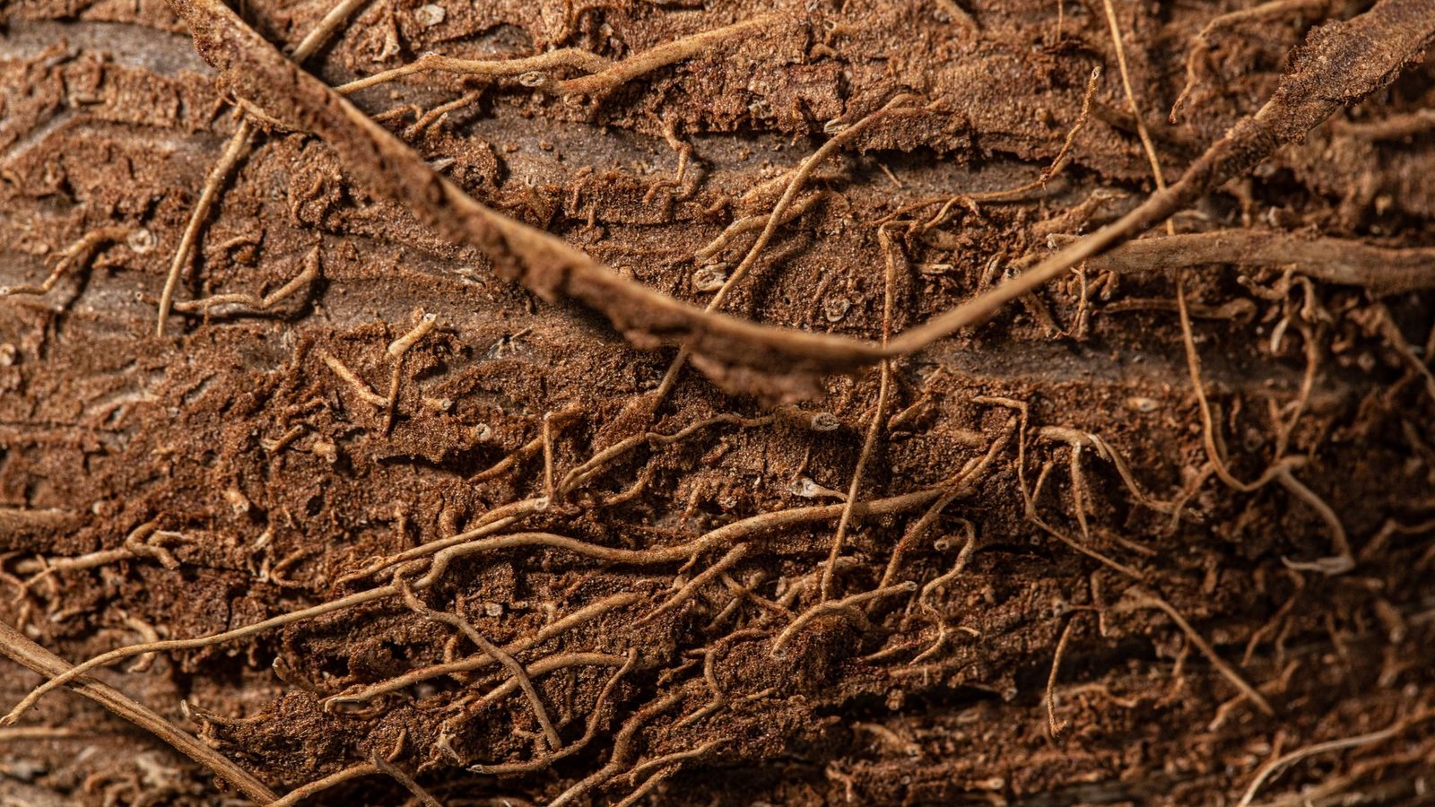 Regenerative Roots and Carbon-Negative Cashews